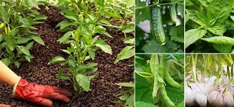 If you plant these two adjacent to one another, you will be sacrificing the eggplant to trap colorado. 18 Plants That Should Never Be Planted Together Ask A Prepper