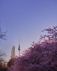 We did not find results for: The Cherry Blossoms Along Bornholmer Str Berlin Germany