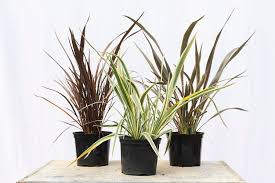 Image result for Phormium