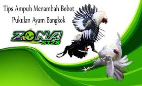 Tips Ampuh Menambah Bobot Pukulan Ayam Bangkok Bangkok Ayam Bola Lampu