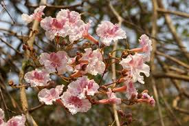 Image result for Stereospermum kunthianum