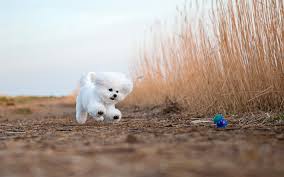Download Wallpapers Bichon Frise Fluffy White Dog Decorative Dogs Pets Cute Dogs Besthqwallpapers Com Bichon Frise Bichon Evcil Hayvanlar