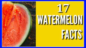 It is a highly cultivated edible fruit worldwide, having more than 1000 varieties. Is Watermelon Fruit Or Vegetable Youtube