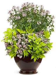 Image result for Cleome elegantissima