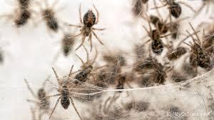 I really dont want baby spiders all over my bunny. How To Get Rid Of Spider Eggs Before They Hatch