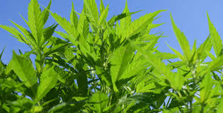 This definition sounds very similar — if not identical — to the definition for cloning mentioned above. Marihuana Sorten Und Ihre Bedeutung