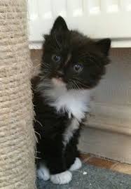 In most patterns, the points are partly covered with white markings. 26 Black Ragdoll Pictures And Photos