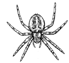 Spiderman is my one of the favorite super hero.most of people like spiderman specially kids. Free Printable Spider Coloring Pages For Kids
