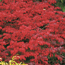 This plant is an invasive species in eastern north america. Fire Ball Burning Bush Euonymus Alatus Proven Winners