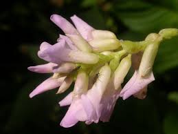 Image result for Amphicarpaea africana