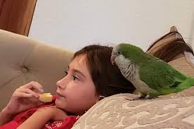 Found Parrot in Polk County, Florida