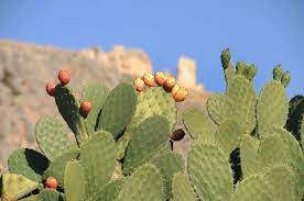 They reproduce by the fruit they grow, also they can clone themselves by dropping their large there are many different types of prickly pear cactus, some are: Prickly Pear How To Grow And Care For Opuntia Cactus Garden Design
