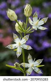 Image result for Swertia eminii