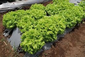 Postal code is as below. Perkebunan Sayur Picture Of Begonia Garden Lembang Tripadvisor