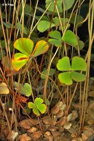 Image result for Marsilea nubica