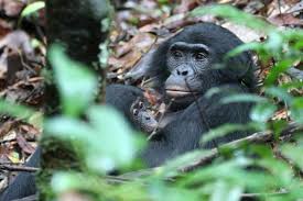 Bonobo music is a member of vimeo, the home for high quality videos and the people who love them. Bonobo Zoo Berlin