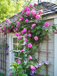 Climbing Plants For The Gardens Cottage Garden Design Climbing Flowers Garden Design