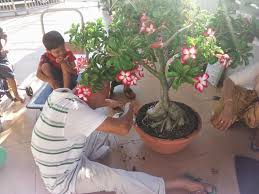 Milagro ni bukan setakat melebatkan buah dan bunga tapi akar kemboja cina ni semakin. Pokok Kemboja