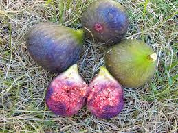 Risultati immagini per fico brogiotto