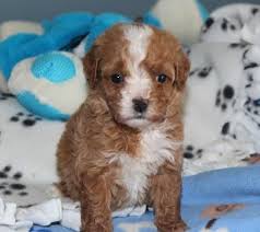 Cavapoo puppies for sale near austin, texas, usa, page 1 (10 per page) puppyfinder.com is your source for finding an ideal cavapoo puppy for sale near austin, texas what factors contribute to the price of cavapoo puppies in houston? Cavapoo Puppies For Sale Houston Tx 103431 Petzlover
