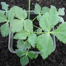 Parsley is a biennial plant, not perennial, meaning it grows the first year, then sends up a tough stalk with flowers that turn into seeds and dies the following year. Japanese Parsley Mitsuba Live Plant For Sale