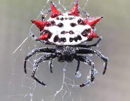 In this chapter, we will see the basics of orb. Spiny Orb Weaver Wikipedia
