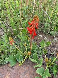 Image result for Berkheya zeyheri