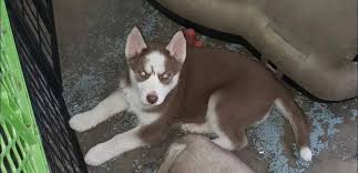 Akc siberian huskies, husky puppy, puppies, pups for sale, adoption in alabama al, alaska ak, arizona az, arkansas ar, california ca, colorado co, connecticut ct, delaware de, florida fl, georgia ga, idaho id, illinois il, indiana in, iowa ia, kansas ka, kentucky ky, louisiana la, maine. Red A Female Siberian Husky Puppy For Sale In Stroudsburg Pa Find Cute Siberian Husky Puppies And Breeders In Siberian Husky Siberian Husky Puppies Puppies