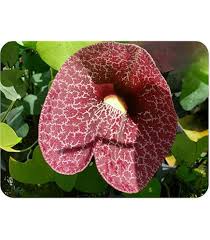 Image result for Aristolochia littoralis