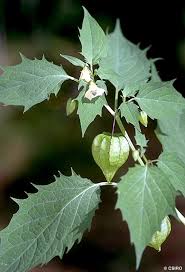 Image result for Physalis angulata