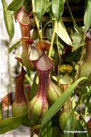 Nepenthes Pitcher Plant Pitcher Plant Plants Carnivorous Plants