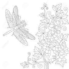 Coloriages avec plus de détails à colorier. Coloriage De La Libellule Et De La Vigne Dessin D Equisse A Main Levee Pour Un Livre A Colorier Antistress Adulte Avec Des Elements Doodle Et Zentangle Clip Art Libres De Droits