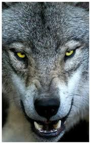 Pin By Tatiane Meza On Moyo Tatu In 2020 Wolf Pictures Wolf Dog Wolf Spirit Animal