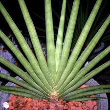 Image result for Sansevieria pearsonii