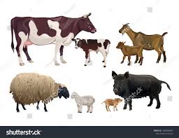 Farm Animals And Their Kids Cow Goat Sheep And Pig Vector Illustration Isolated On White Backgroundcow Goat Sheep Farm Farm Animals Animals Cow