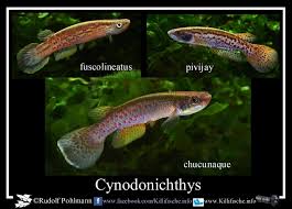 Image result for Rytigynia kiwuensis