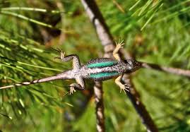 Bay Nature How Can You Tell Male From Female Lizards It is bigger than the normal green anole.