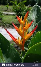 Image result for Musaceae