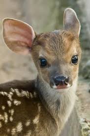 pin by julie on bewitchingbokeh cute baby animals baby animals animals friends
