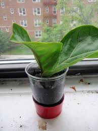 Bird Of Paradise Plant Leaves Curling Up My New Baby Fiddle Leaf Fig Tree Fiddle Leaf Fig Fiddle Leaf Fig Tree Fig Leaf Tree