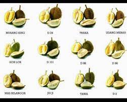 Dengan banyaknya jenis durian yang dijual dipasaran. 21 Durian Variety Knowledge Ideas Durian Durian Recipe Fruit