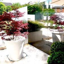 Chic Contemporary Town Garden Shoot Japanese Garden Plants Patio Plants Bluebells Garden