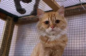 Arti mimpi kucing sedang makan mimpi ini merupakan arti mimpi yang baik bahwa kamu akan cepat mendapatkan rejeki yang tak terduga dalam waktu. Pecinta Kucing Jangan Lupa Hari Ini Hari Kucing Sedunia