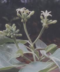 Image result for Morinda asteroscepa
