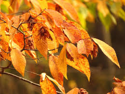 In addition to the identification guide of your choice, here are a couple of features you should see on this tree: Best Native Trees To Plant In Virginia Beach Lawnstarter