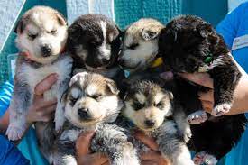 Why go to a dog breeder, cat breeder or pet store to buy a dog or buy a cat when you can adopt? Foster Kittens Puppies Get Shower At Irvine Animal Care Center Orange County Register
