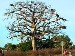 Image result for Croton macrostachyus