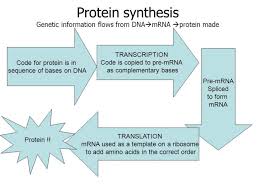 Matter Of Fact Protein Synthesis Flow Chart Worksheet