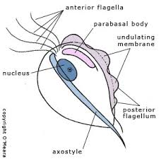 Image result for trichomonas images