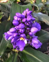 Image result for Dichorisandra